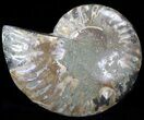 Agatized Ammonite Fossil (Half) #39606-1